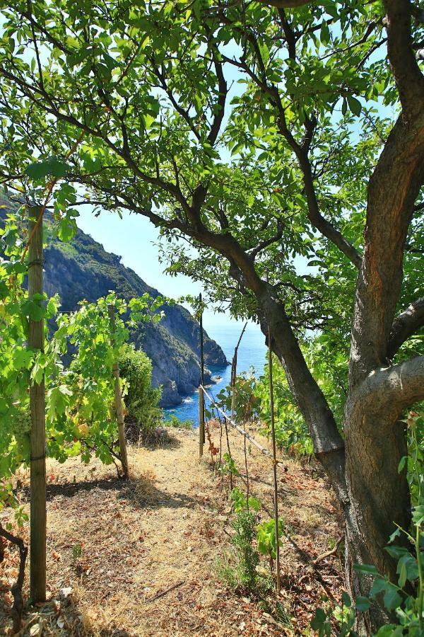 5 Terre For You Риомаджиоре Экстерьер фото